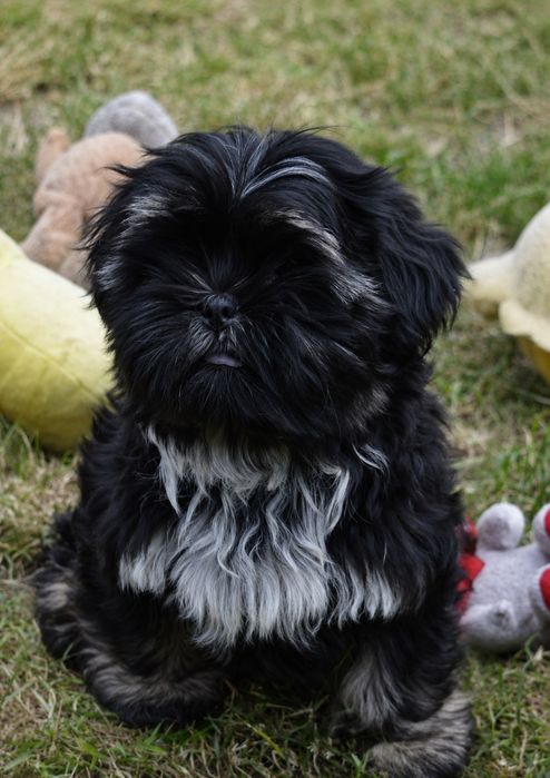 Shih Tzu  śliczny Piesek