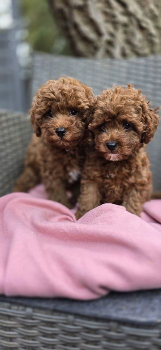 Cavapoo f1b/ chłopczyk