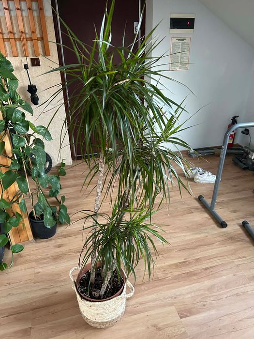 Kwiatki do domu, dracena, areka