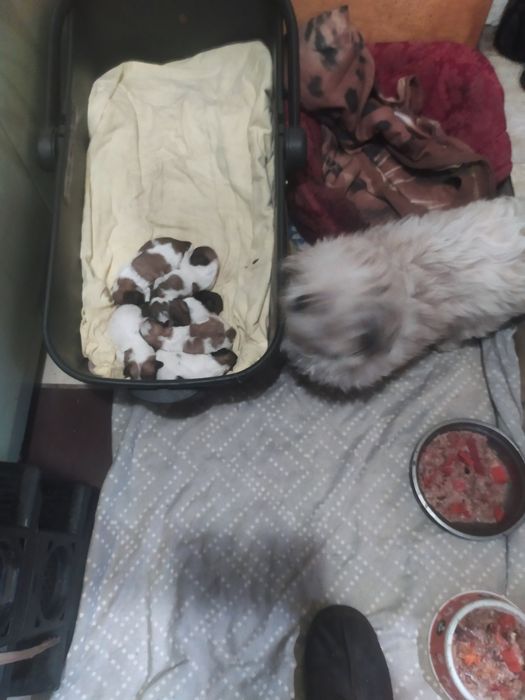 Щеночки бело золотого ши тцу