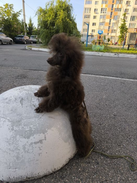 Дітки шоколадки той пудель
