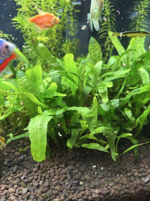 Roślinka akwariowa Microsorum pteropus