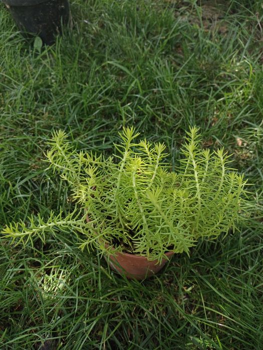 Очіток за 100 грн