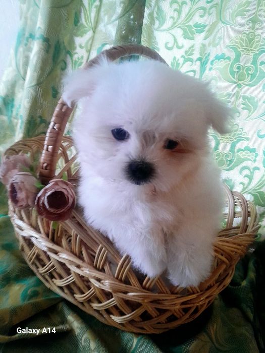 Міні хлопчик мальтезе