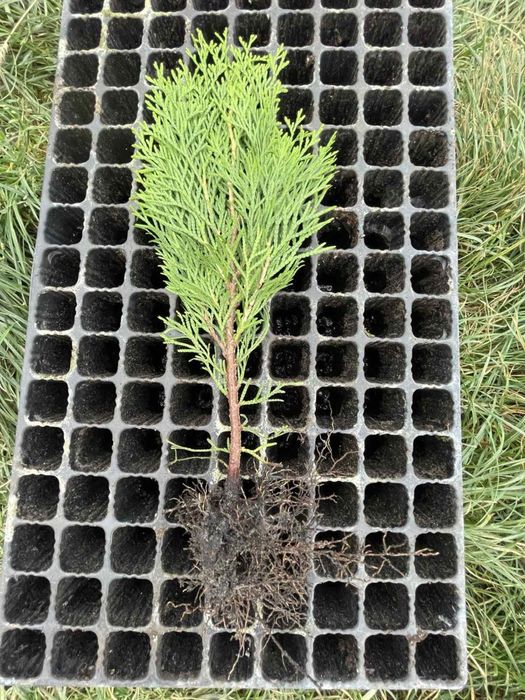 Туя Смарагд