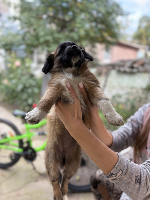 Цуценята в добрі руки