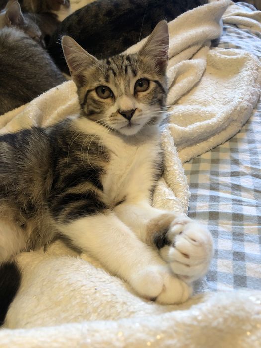 Котенок в добрые руки полупородистый