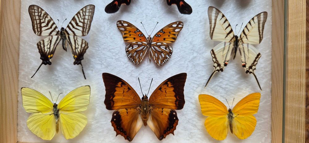 Gablotka motyle Agehana elwesi Papilio Diaethria i inne na ścianę