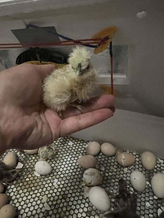 Добові курчата китайська шовкова