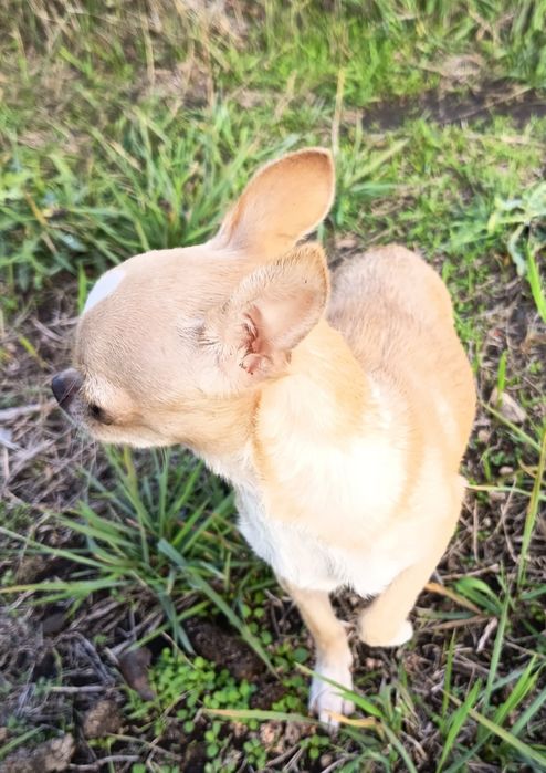 Маленькая охрана