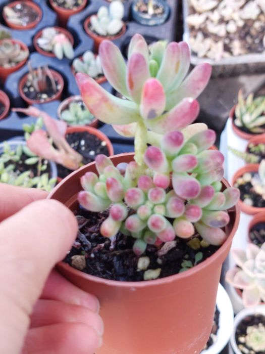 Suculentas 2€ cada