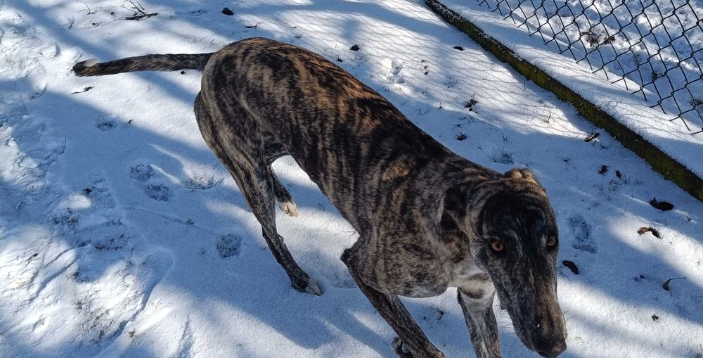 Suczka młoda chart greyhound