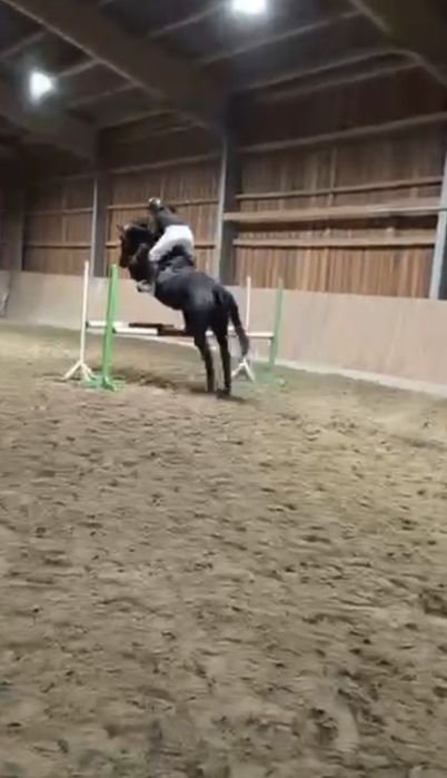 Na sprzedaz klacz Holsztyńską Sewilla L