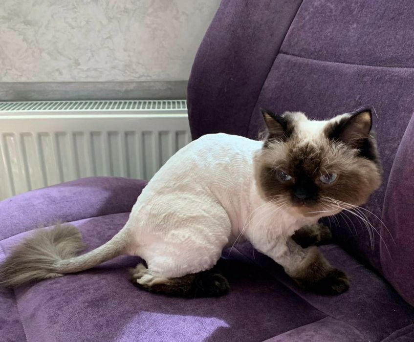 Грумер, стрижка собак та котів