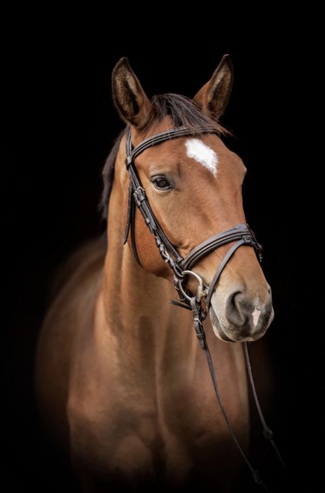 6 letni wałach do skoków