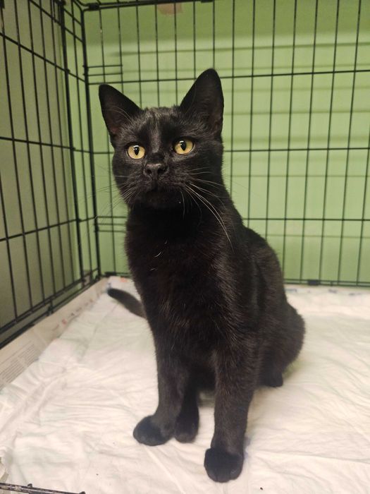 [B05/514] Słodki kocurek chciałby ciepły kąt w nowym roku