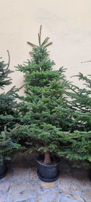 Choinki do ogrodu ,wysokie . Jodła kaukaska.