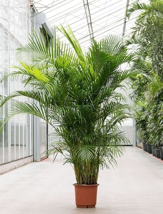 Palmeira Areca bambu, Dypsis lutescens