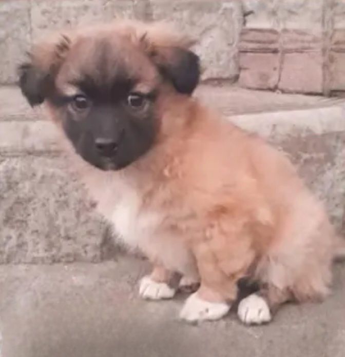 Отдам даром в добрые руки щенков метисы маленькой породы