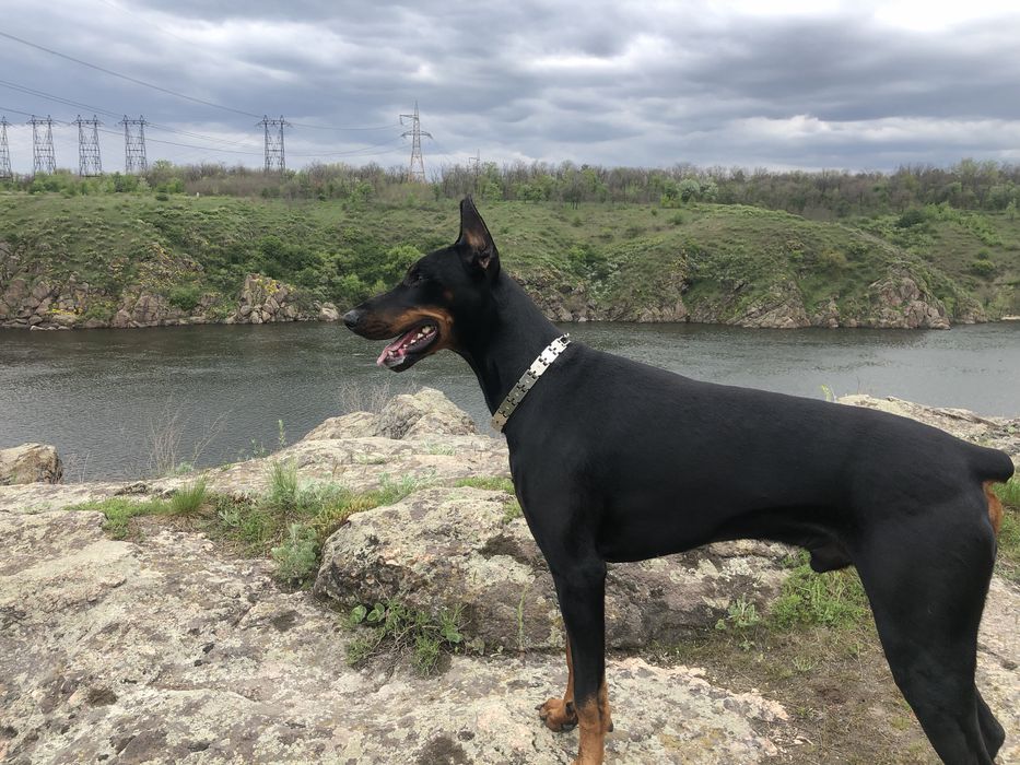 Доберман для вязки