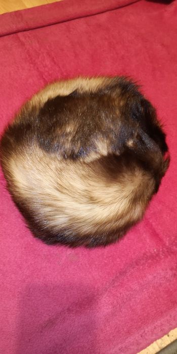 Czapka z futra fretki