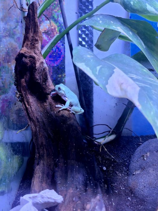 Żaba rzekotka szmaragdowa z terrarium