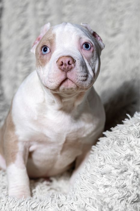 Голубоокий хлопчик , 2,5 міс