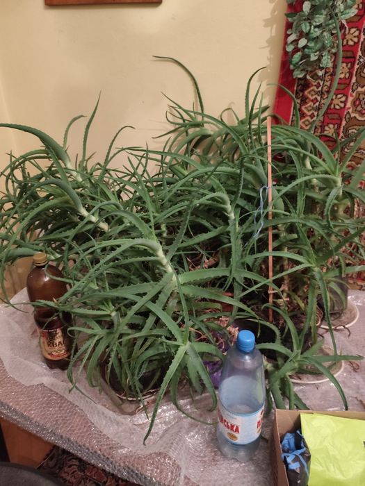 Продам алое лікувальне