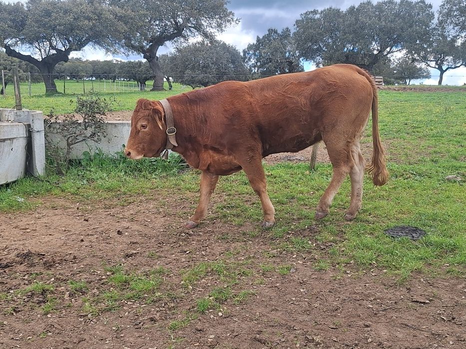 Novilha limousine Pura