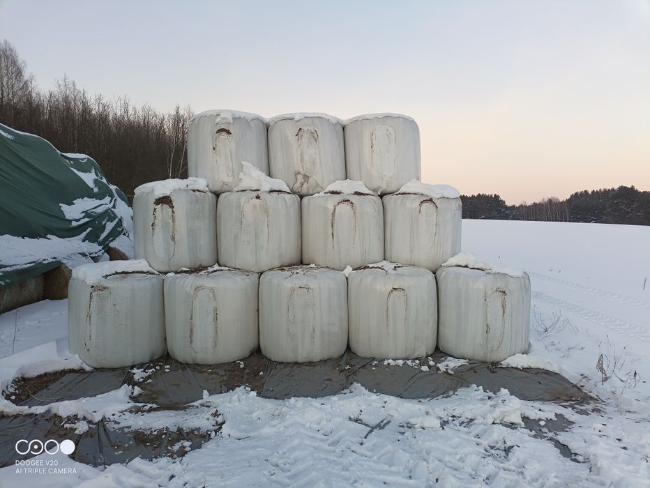 Sprzedam bele sianokiszonki