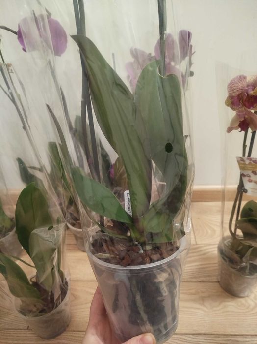 продам орхідею! с