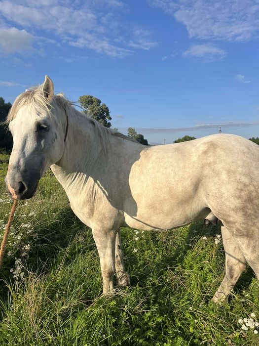 Продається кінь!