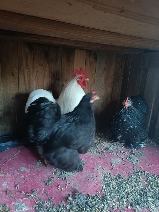 Casal de Pekin ou só o Galo