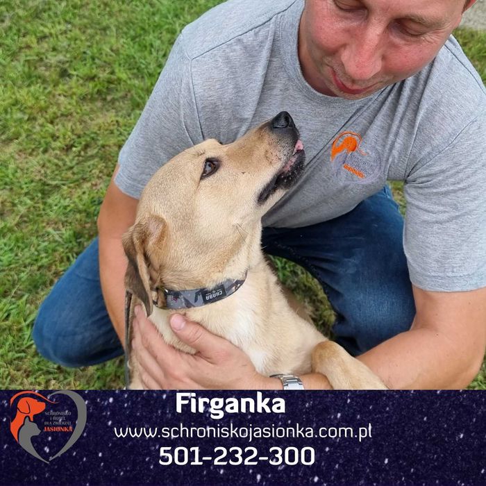 FIRGANKA do adopcji – Schronisko Jasionka