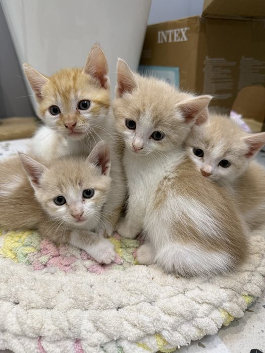 Кошенята котята хлопчики безкоштовно