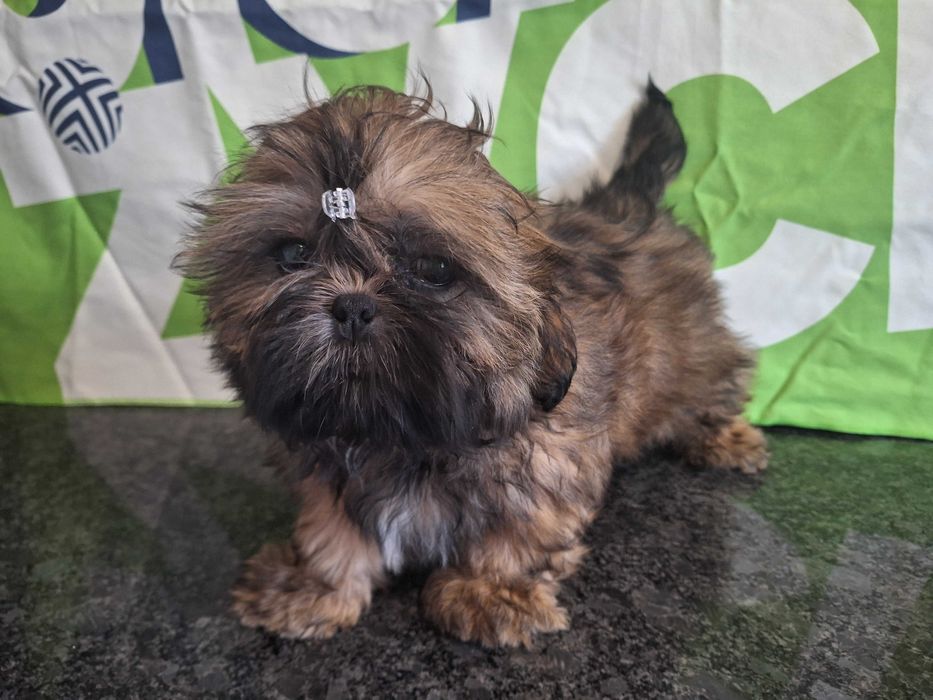 Shih Tzu sunia bez przepukliny