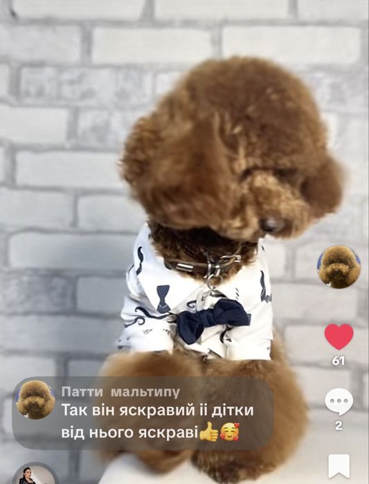 В'язка той-пуделя, кобель red brown | Київ