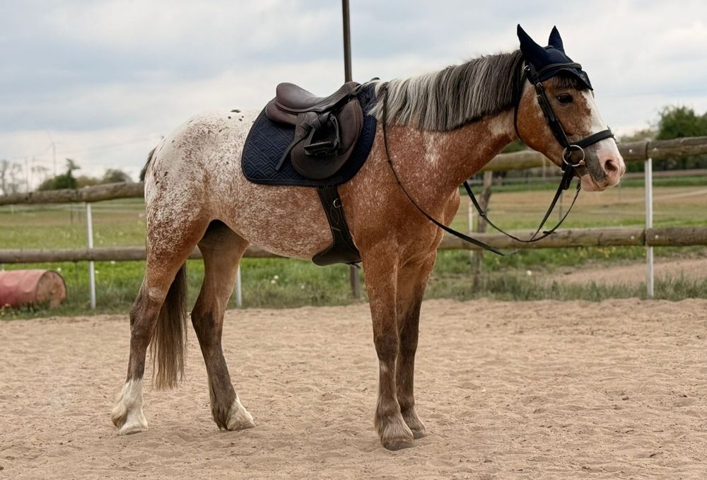Klacz tarant 5 lat 148 cm D grupa prospekt do sportu
