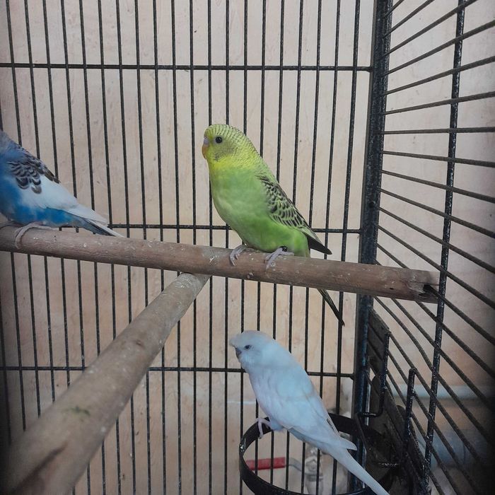 Papużka falista (Melopsittacus undulatus)