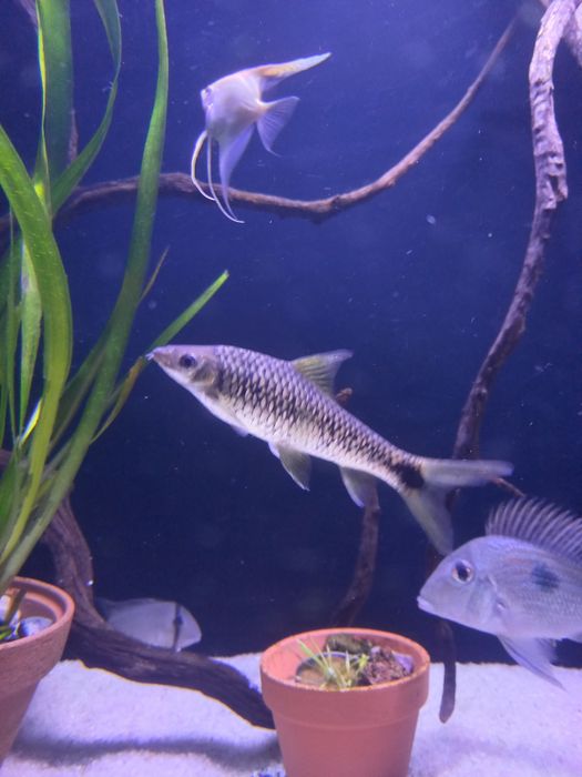 Vendo peixe 15 cm