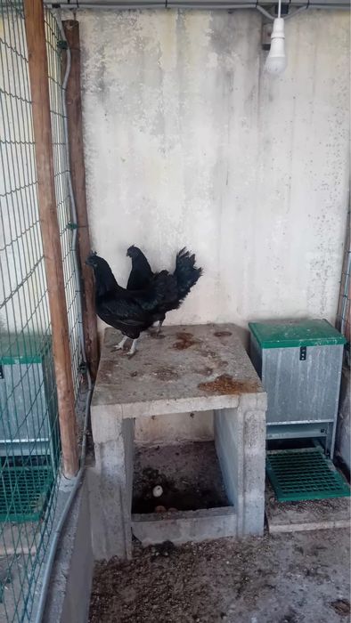 Galinhas Aramy Ceramy