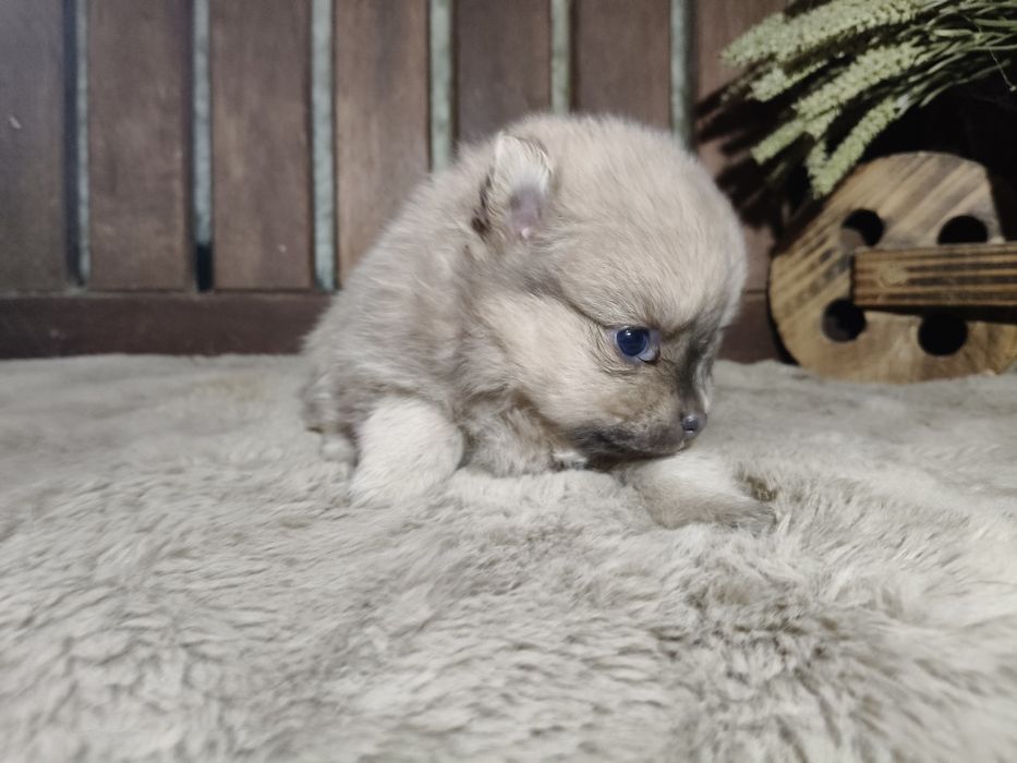 Spitz alemão anão menina