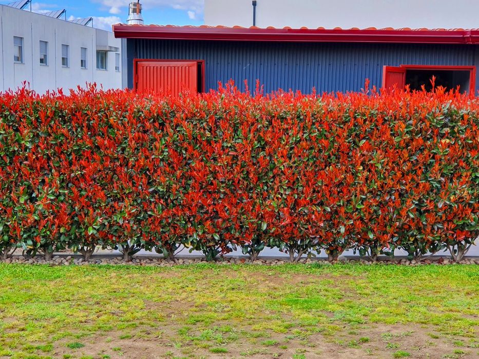 Photinia Red Robin