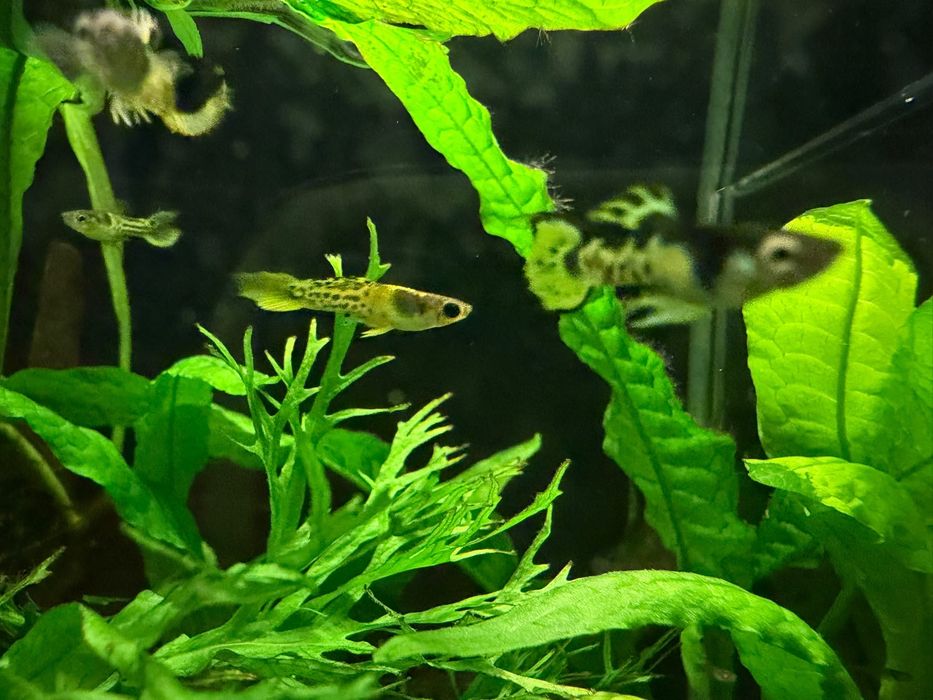 Guppy Endler Tigre