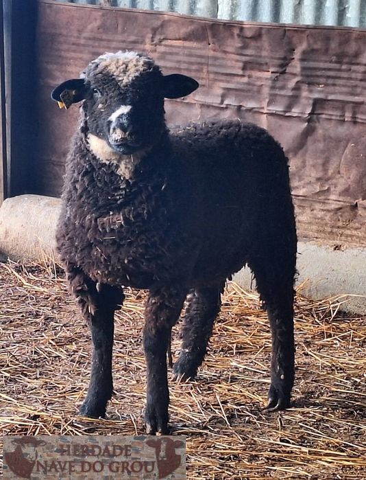 Borregos machos p3