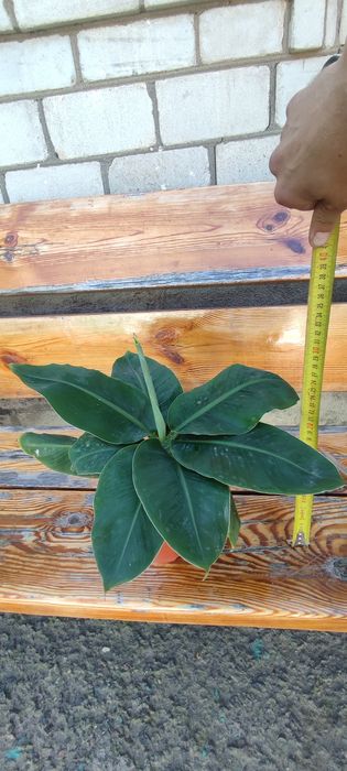 Банан карліковий кімнатний