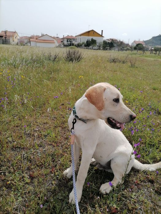 Adopção Responsável - Retriever Labrador