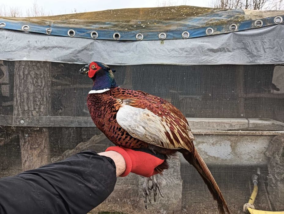 Bażanty łowne sprzedam