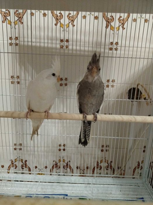 Caturras brancas e cinza