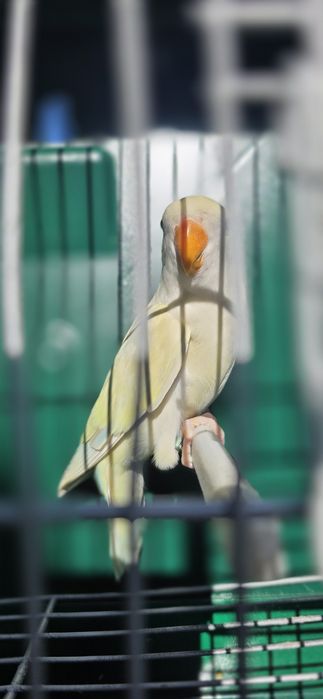 Aves canários e agarponis